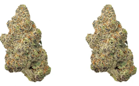 The Real Reason People Keep Adding THCa Bundles to Their Cart