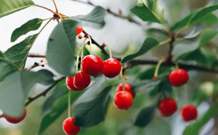 Global Cherry Market Size, Trends, and Growth Forecast 2026-2033