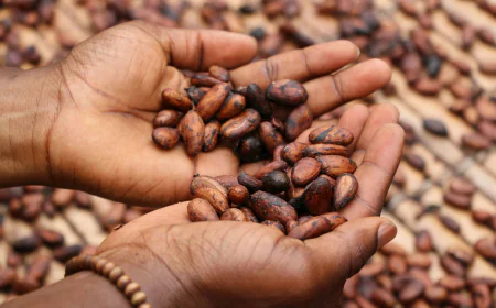 Global Cocoa Market Size, Trends, and Growth Forecast (2026-2033)