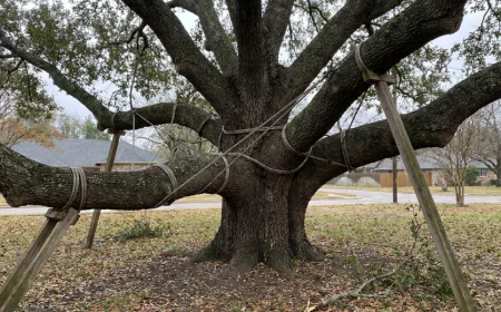 How Proper Tree Support Helps Protect Weak Branches From Storm Damage