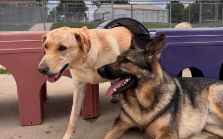 How Do People Take Care of Their Dogs While Traveling?