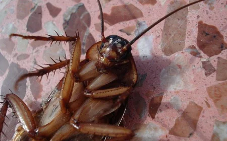 Comparison: Cockroach Control Perth Options with Tom's Pest Control Perth