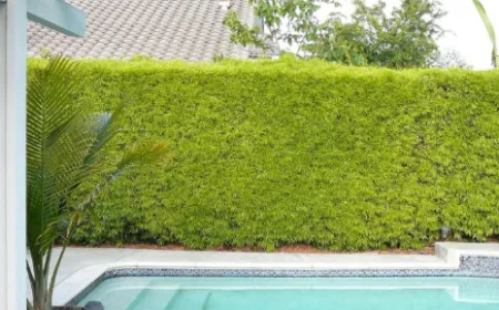 Podocarpus Gracilior: How to Grow a Healthy Privacy Hedge