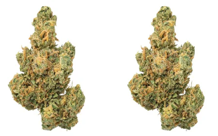 What You Should See, Smell, and Check Before Buying Indoor THCa Flower