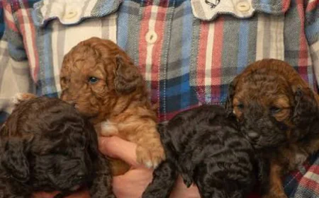 How Does a Family-Owned Goldendoodle Breeder in Alberta Use Early Neurological Stimulation?