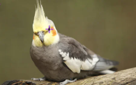 Cockatiel Bird Care: A Complete Guide for Healthy and Happy Birds
