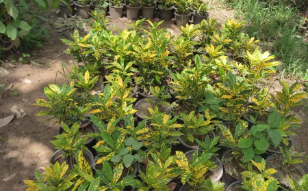 Why Every Home in Lahore Needs a Few Good Indoor Plants