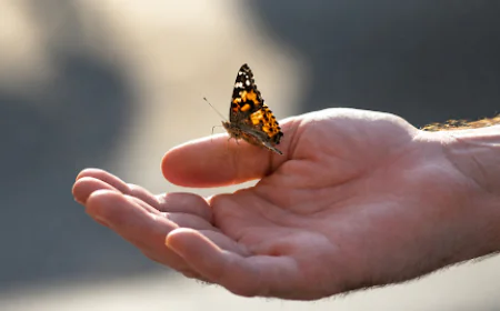Purchase Butterflies for Release: Creating a Meaningful Memorial