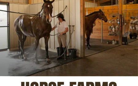 What Services Can You Expect From Horse Farms in Ocala, Florida?