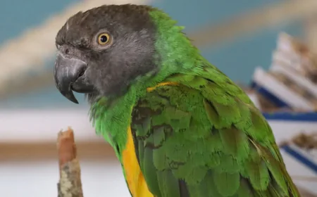 Where Can You Find Macaw, Budgie and Senegal Parrots for Sale in the USA