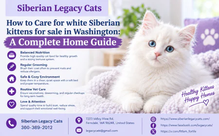 How to Care for white Siberian kittens for sale in Washington: A Complete Home Guide