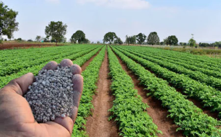 Brazil Nitrogenous Fertilizers Gain Importance as Crop Production and Supply Security Evolve