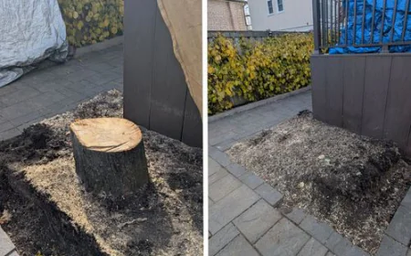 How Much Does It Cost to Remove a Tree Stump?
