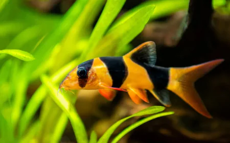 Freshwater Aquarium Shrimp: Species, Compatibility, and Essential Tank Conditions