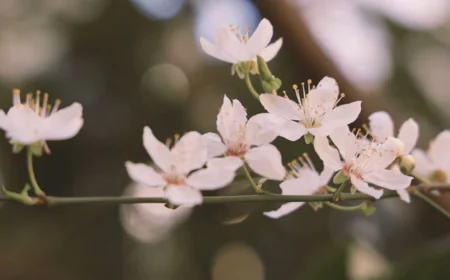 IVF Counsellor in Sydney Offering Professional IVF Counselling and Support