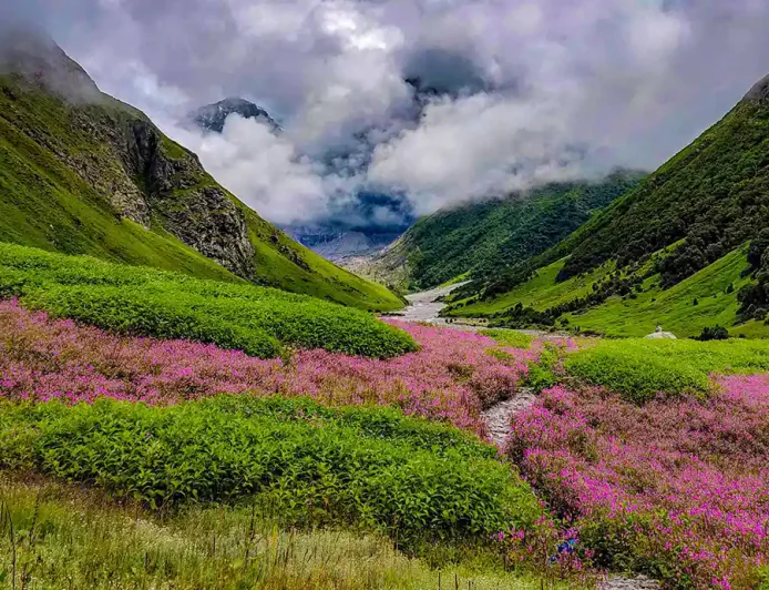How to Go to Valley of Flowers From Delhi: Complete Travel Guide