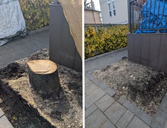 How Much Does It Cost to Remove a Tree Stump?