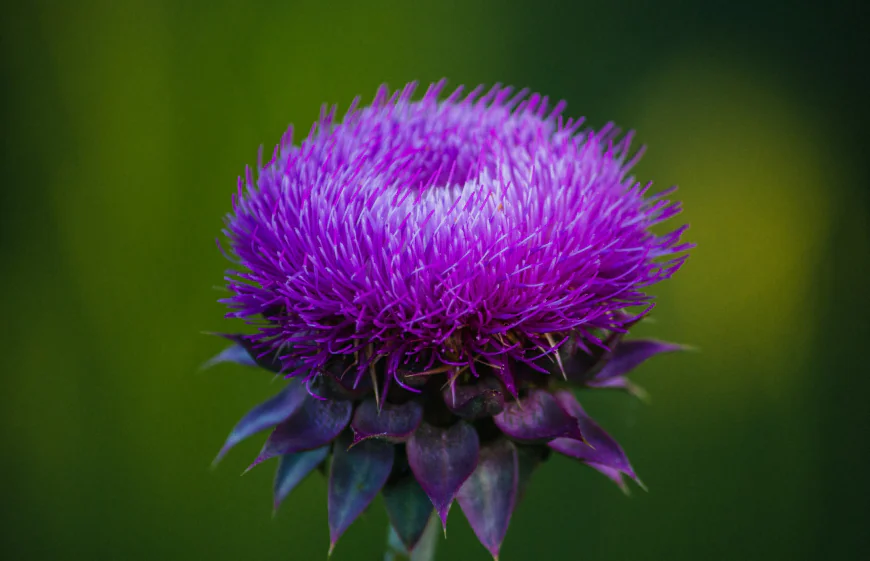 Global Milk Thistle Market: Size, Trends, Growth, and Strategic Insights