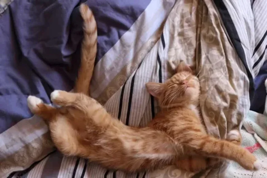 Cat’s Favorite Sleeping Spot: What Your Cat’s Choice Really Means
