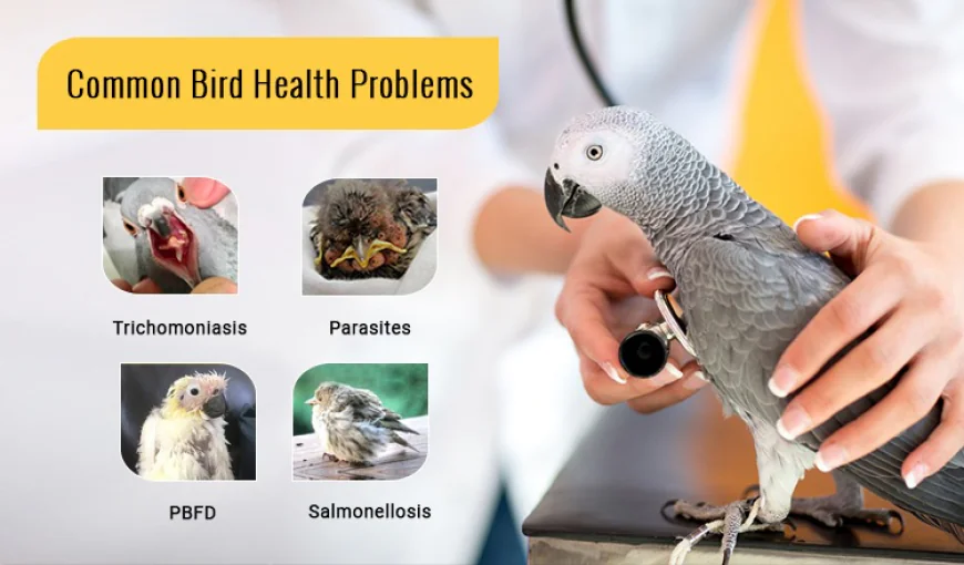Common Bird Health Problems