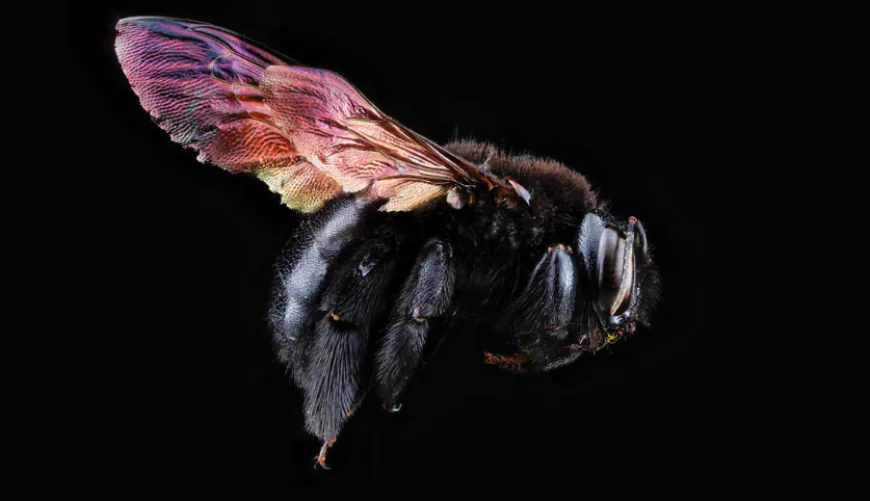 Bee Hive Removal LA: Safe and Humane Hive Removal Services
