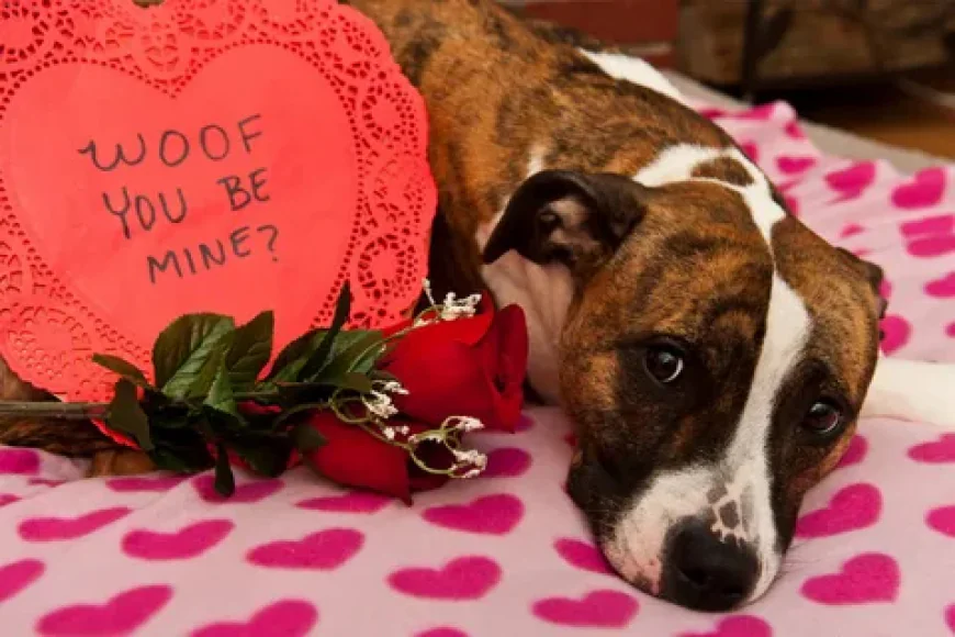 Valentine’s Day With Dogs: Fun Ways to Celebrate Your Bond