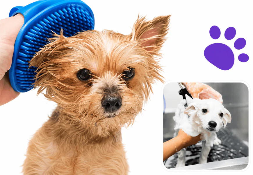 5 Grooming Problems Dog Owners Usually Notice Too Late