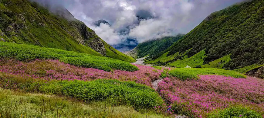 How to Go to Valley of Flowers From Delhi: Complete Travel Guide