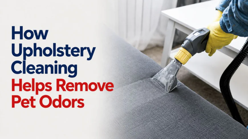 How Upholstery Cleaning Helps Remove Pet Odors