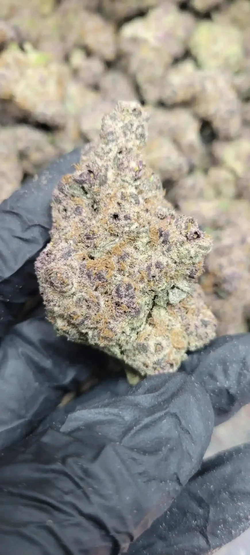 Runtz THCA Strain: A Flavorful Hybrid Worth Exploring