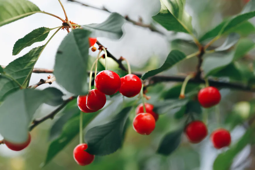 Global Cherry Market Size, Trends, and Growth Forecast 2026-2033