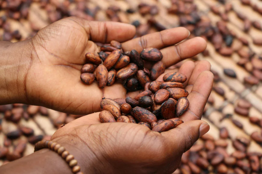 Global Cocoa Market Size, Trends, and Growth Forecast (2026-2033)
