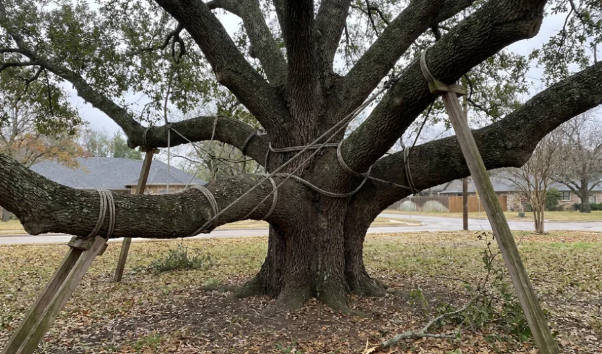 How Proper Tree Support Helps Protect Weak Branches From Storm Damage