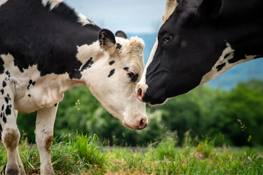 Third-Party Veterinary Medicine Manufacturing: Costs, MOQs, and Business Basics
