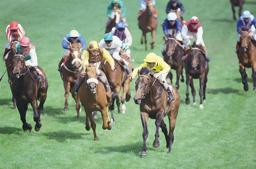 10 Ways Horse Racing System Builder Software Can Improve Your Betting Analysis