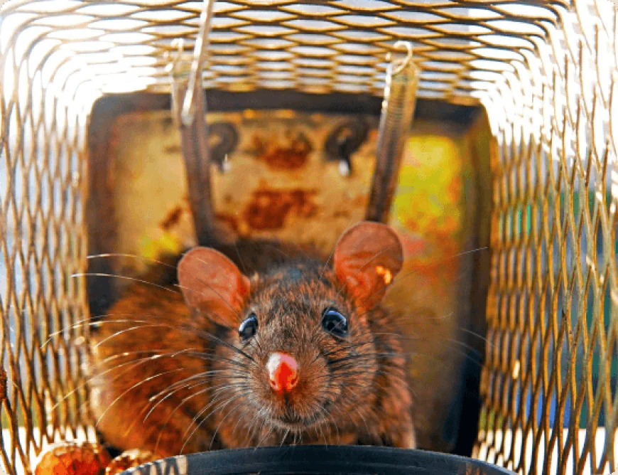 How Seasonal Changes Can Influence Rat Activity