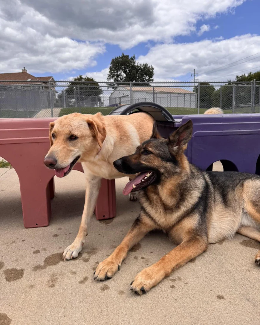 How Do People Take Care of Their Dogs While Traveling?
