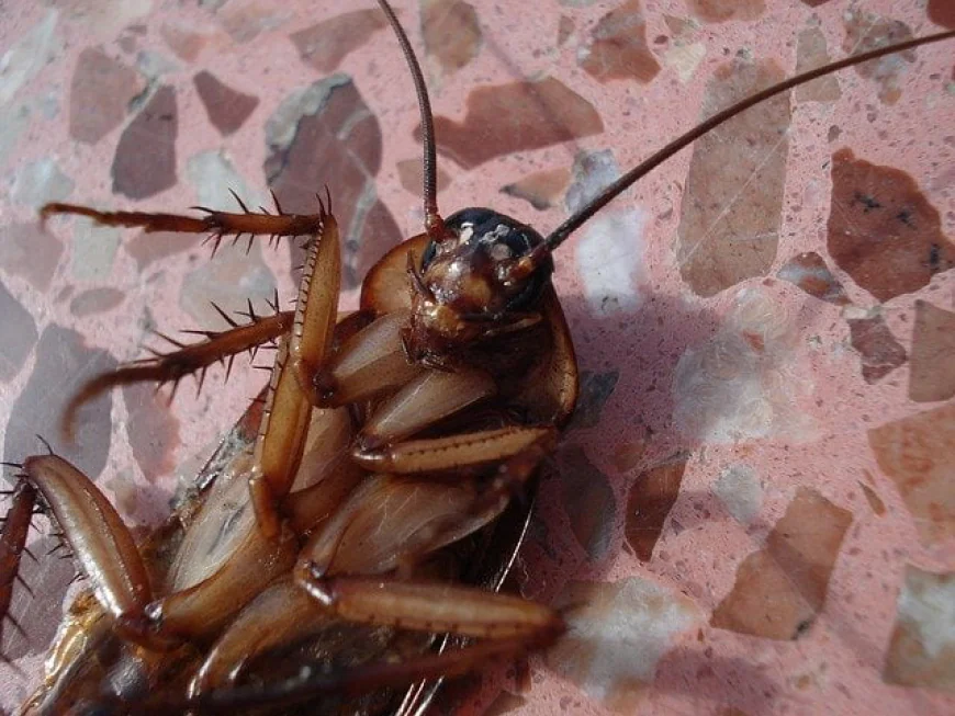 Comparison: Cockroach Control Perth Options with Tom's Pest Control Perth