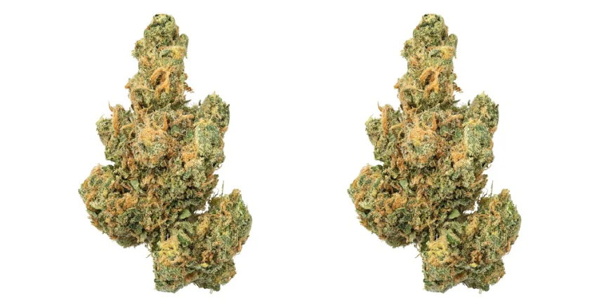 What You Should See, Smell, and Check Before Buying Indoor THCa Flower