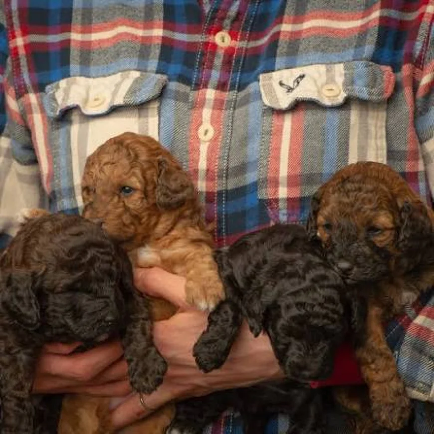 How Does a Family-Owned Goldendoodle Breeder in Alberta Use Early Neurological Stimulation?
