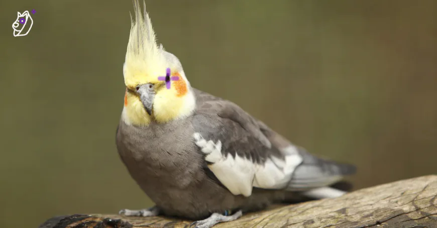 Cockatiel Bird Care: A Complete Guide for Healthy and Happy Birds