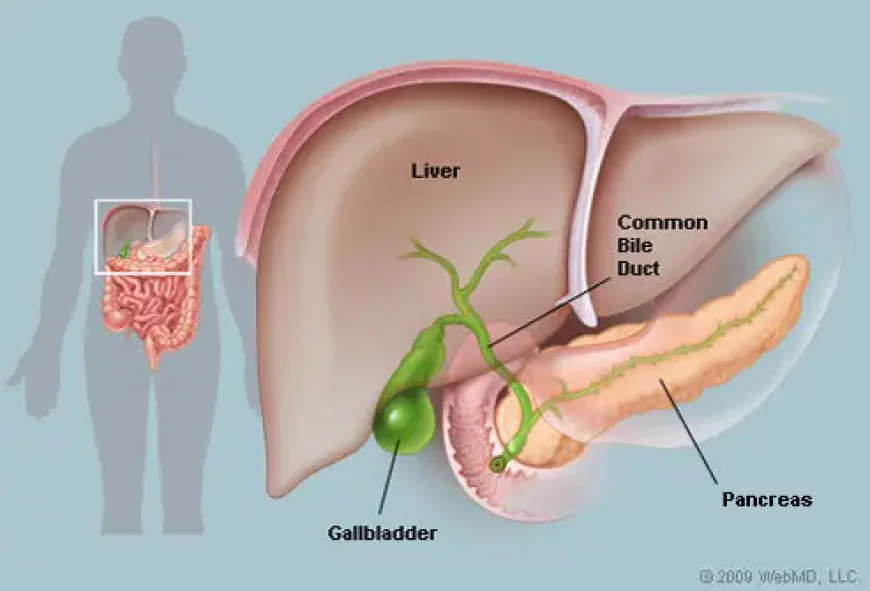 Liver Transplant Hospital in Delhi: Evaluation and Care Guide