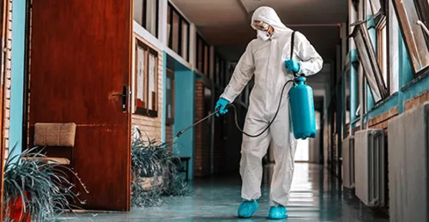 Why Professional Pest Control Brisbane Services Are Worth Considering