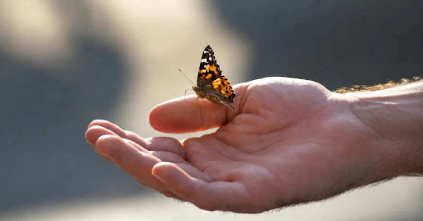 Purchase Butterflies for Release: Creating a Meaningful Memorial