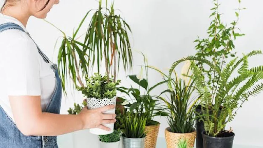 What Happens If a Plant I Ordered Online in Bangalore Arrives Damaged?