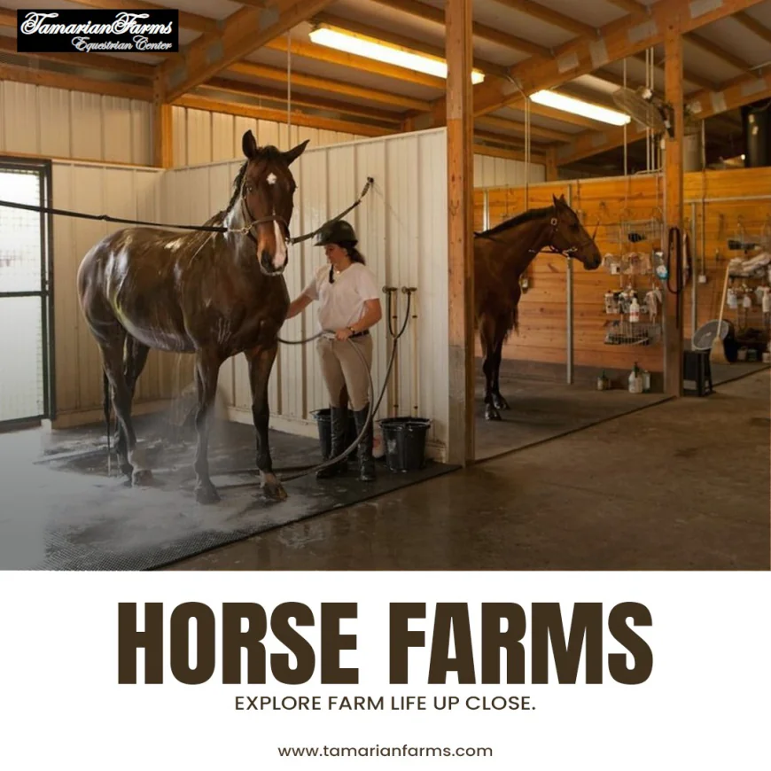 What Services Can You Expect From Horse Farms in Ocala, Florida?