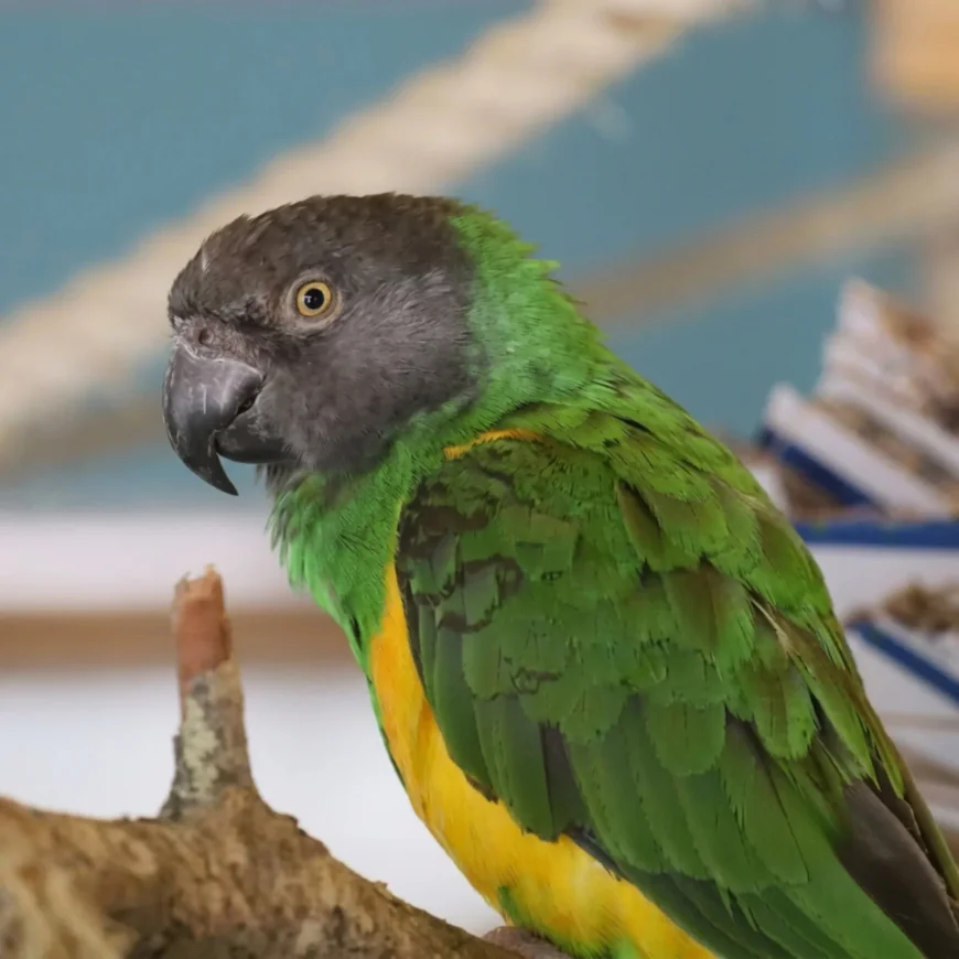 Where Can You Find Macaw, Budgie and Senegal Parrots for Sale in the USA