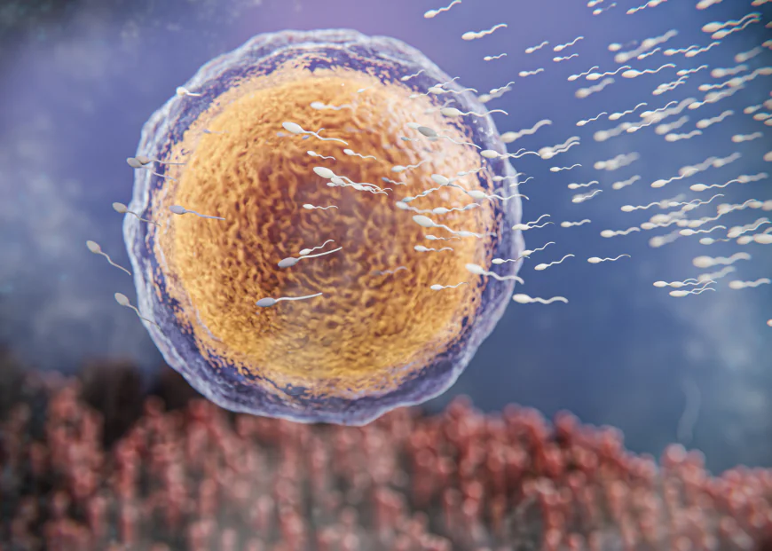 What Is Sperm Morphology and Why Is It Important?