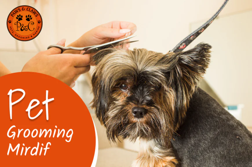 What Should You Look For in a Pet Grooming Mirdif Service?