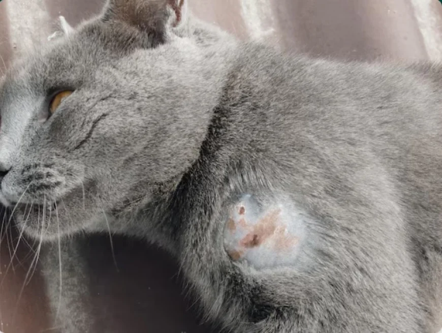 What Ointment Can I Put on a Cat Wound?